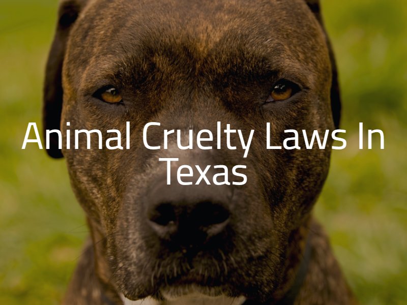 Animal Cruelty Laws in Texas